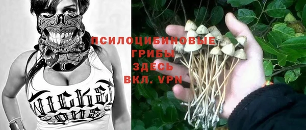 прущие грибы Аркадак